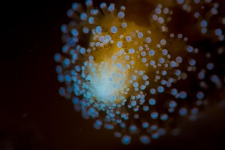 「ショウガサンゴ」のサムネイル画像