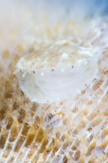 「ホタテガイ」のサムネイル画像