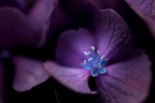 「アジサイ」のサムネイル画像