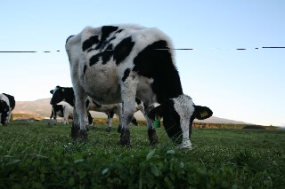 「お腹の大きな牛さん」のサムネイル画像