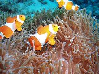「カクレクマノミ(Western Clown Anemonefish)」のサムネイル画像