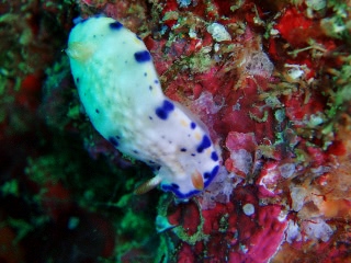 「サガミイロウミウシ」のサムネイル画像