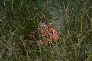 「草原をゆく」のサムネイル画像