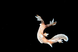 「ユビウミウシ」のサムネイル画像