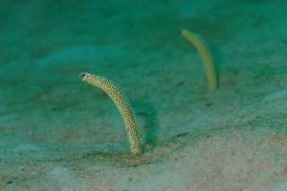 「taylor's garden eel(テイラーズガーデンイール)」のサムネイル画像