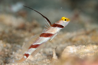 「ヒレナガネジリンボウ」のサムネイル画像