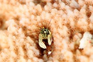 「カンザシヤドカリ(Coral Hermit Crab)」のサムネイル画像