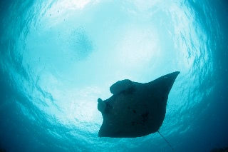 「ナンヨウマンタ」のサムネイル画像