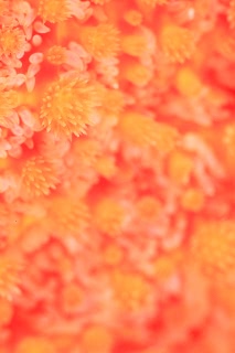 「フサトゲニチリンヒトデ」のサムネイル画像