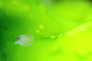 「ホタテガイ」のサムネイル画像