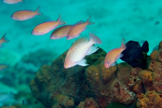 「ケラマハナダイ(Stocky Anthias)」のサムネイル画像