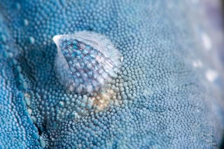 「ヒトデナカセ」のサムネイル画像