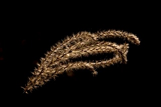 「ススキ」のサムネイル画像