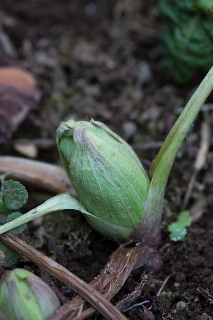 「無題」のサムネイル画像