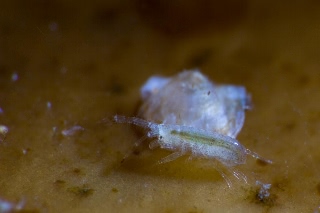 「エビの仲間」のサムネイル画像