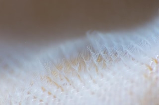 「ヒラハコケムシ」のサムネイル画像