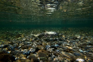 「サケ」のサムネイル画像