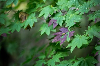 「無題」のサムネイル画像