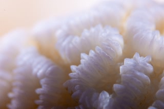 「サンゴの仲間」のサムネイル画像