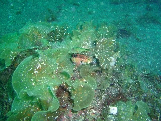 「コウライトラギス」のサムネイル画像