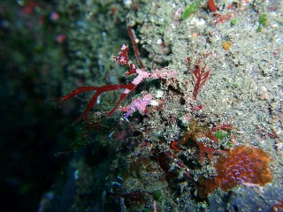 「ウミウシの仲間」のサムネイル画像