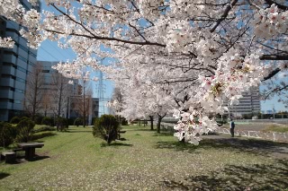 「ソメイヨシノ(染井吉野)」のサムネイル画像