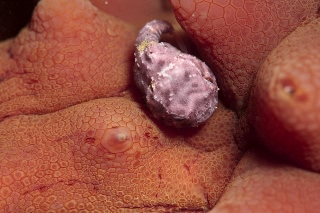 「ダンゴウオ(Lumpfish)」のサムネイル画像