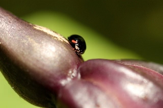「ナミテントウ」のサムネイル画像