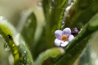 「ワスレナグサ(forget me not,わすれな草)」のサムネイル画像