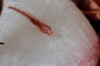 「セボシウミタケハゼ(Common ghost goby)」のサムネイル画像