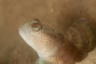 「シマカスリハゼ」のサムネイル画像