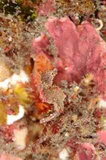 「ジャパニーズピグミーシーホース(japanese pygmy seahorse)」のサムネイル画像