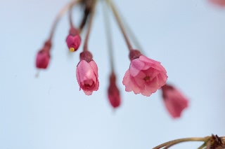 「シダレザクラ」のサムネイル画像