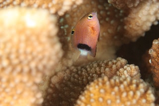 「イシガキスズメダイ」のサムネイル画像