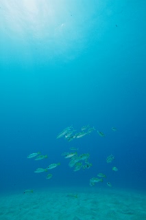 「無題」のサムネイル画像