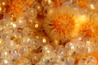 「オニカジカ」のサムネイル画像