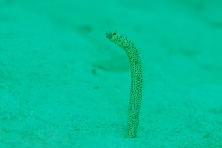 「taylor's garden eel(テイラーズガーデンイール)」のサムネイル画像
