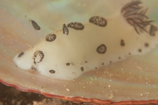 「ブチウミウシ」のサムネイル画像