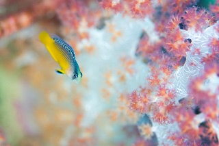 「Splendid dottyback(スプレンディッドドティーバック)」のサムネイル画像