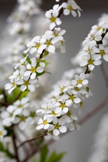 「植物の仲間」のサムネイル画像