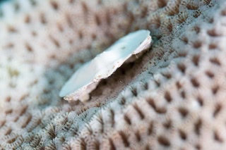 「カニの仲間」のサムネイル画像