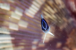 「ローランドダムゼル(Rolland's demoiselle)」のサムネイル画像