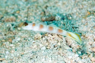 「ヤノダテハゼ(Flag-tail shrimp Goby)」のサムネイル画像