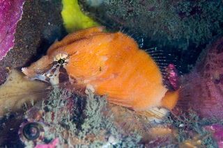 「クチバシカジカ(Grunt Sculpin)」のサムネイル画像