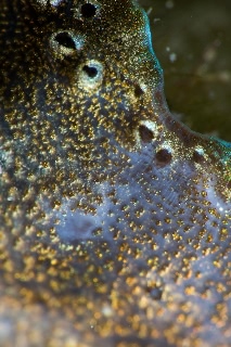 「ヒレジャコ」のサムネイル画像