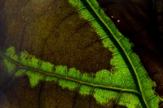 「アボカド」のサムネイル画像