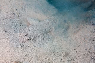 「エソの仲間」のサムネイル画像