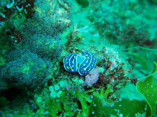 「アオウミウシ」のサムネイル画像