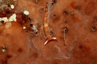 「ニイニイミノウミウシ(モリディラ・ブロッキィ)」のサムネイル画像