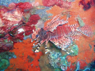 「シマヒメヤマノカミ」のサムネイル画像